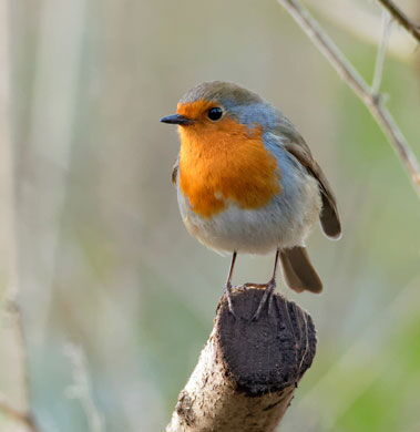 Tal der Vogelstimmen