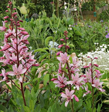 Romantischer Staudengarten