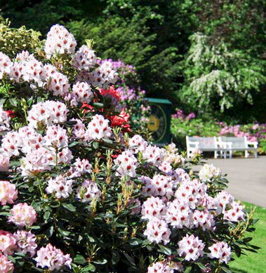 Rhododendren