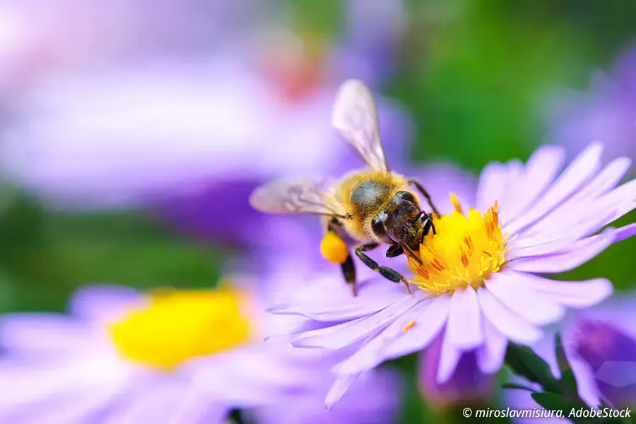 Biene sammelt Nektar auf einer violetten Blume, umgeben von Blüten im Hintergrund.